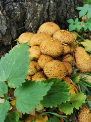 Golden scaly mushroom (Latin Pholiota aurivella) or royal honeydew next to a tree and nettles
