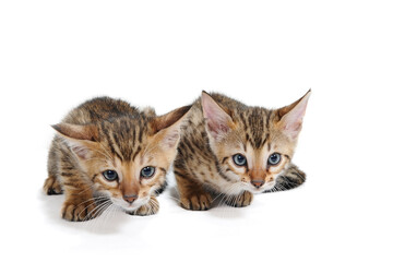 two striped kittens are lying on a white isolated background