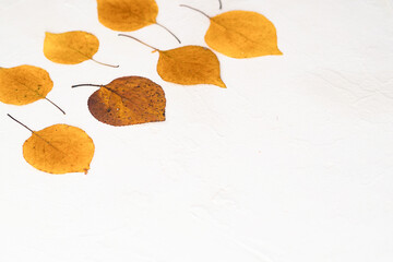 Flatlay composition autumn yellow leaves white relief background. Side view 