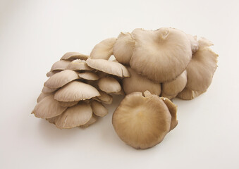 ヒラタケ　白バック