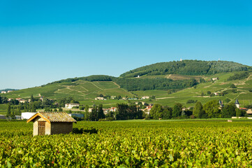 Fototapeta na wymiar Vineyards and hill of Brouilly