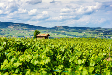 The hut in the middle of vineyards, Beaujolais, France