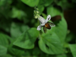 Giant honey bee seeking nectar on white Chinese violet or coromandel or creeping foxglove ( Asystasia gangetica ) blossom in field with natural green