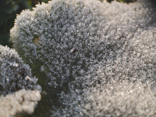 Frost, ice on green plants. Plantations affected by cold- concept. The end of autumn.