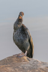 Australasian Darter bird by the water