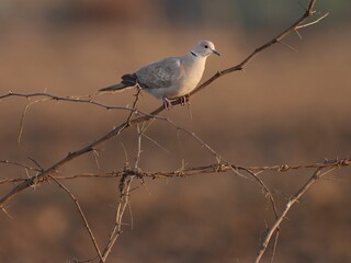 Ring necked dove bird on branch. Cape turtle dove. half-collared dove. Streptopelia capicola.