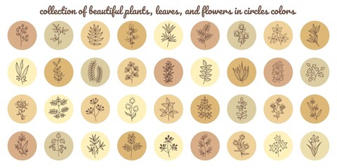 collection of element beautiful plant, leaves, and flowers in circles colors