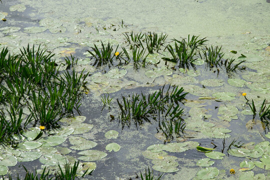 Gewässer mit Bewuchs aus Schwimmpflanzen (Gelbe Teichrose, Krebsschere, Wasserlinse)