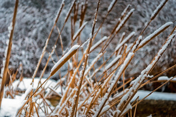 Snowy reeds