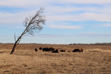 Herd In The Field, Elk Island National Park, Alberta