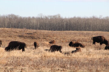 herd of buffalo, Elk Island National Park, Alberta