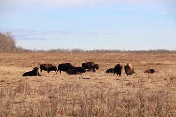 Land Of The Bison