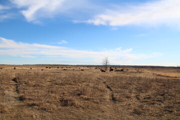 Field Of Bison, Elk Island National Park, Alberta