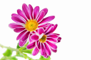 Indian chrysanthemum (Chrysanthemum indicum) - a perennial plant of the Asteraceae family - on a white background.