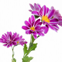 Indian chrysanthemum (Chrysanthemum indicum) - a perennial plant of the Asteraceae family - on a white background.