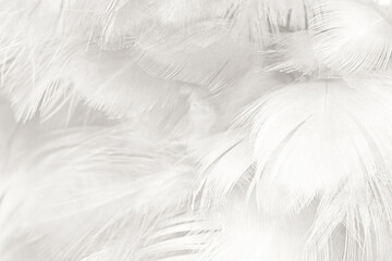 white feather wooly pattern texture background