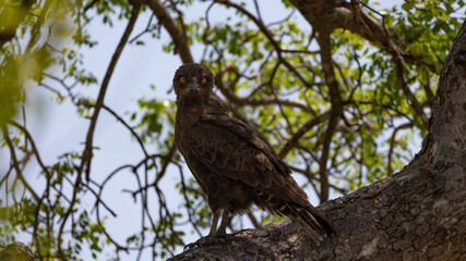 Portrait of a brown snake eagle
