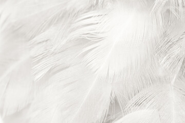 Obraz premium white gray feather wooly pattern texture background