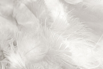 white gray feather wooly pattern texture background