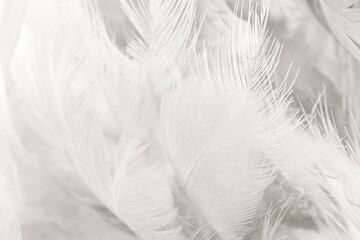 Fototapeta premium white feather wooly pattern texture background