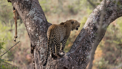 Leopard in a big tree