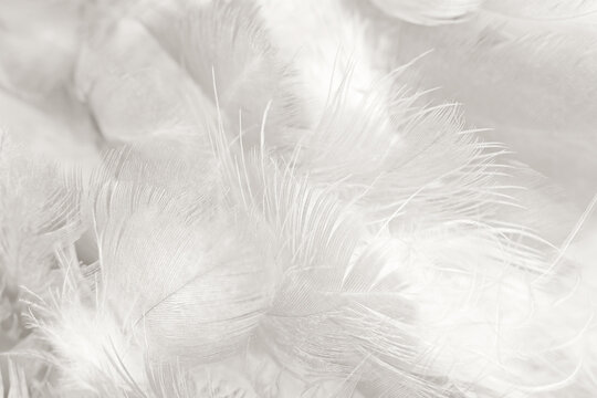 white gray feather wooly pattern texture background © nadtytok28