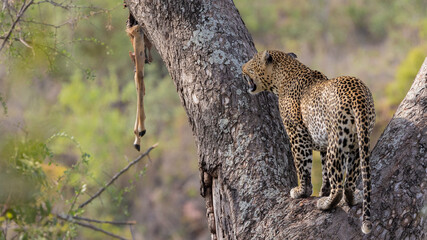 Leopard in a big tree