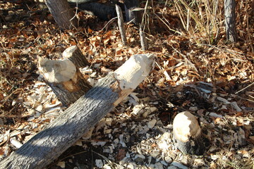 Beavers Work, Elk Island National Park, Alberta