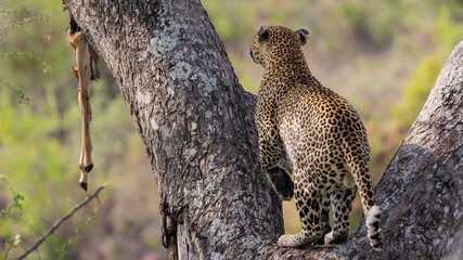 Male leopard climbing up a big tree