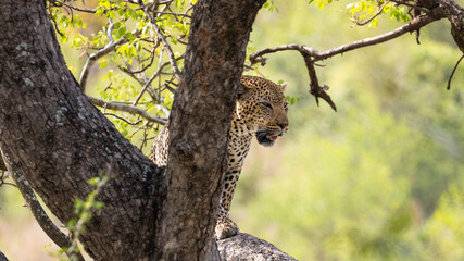 Leopard in a big tree