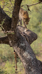 Fototapeta na wymiar Huge male leopard walking on a branch