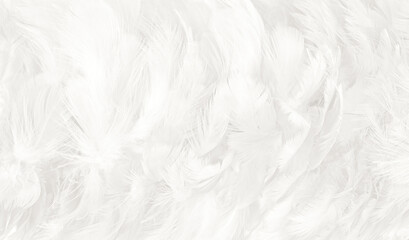 white feather wooly pattern texture background