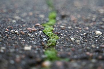 In the middle of the frame, there is a crack in the asphalt leading from the bottom up, inside the crack is moss.