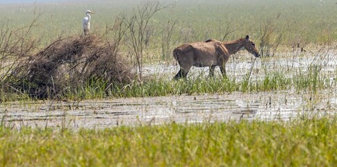 Deer in the meadow in Keoladeo ghana national park Rajasthan .