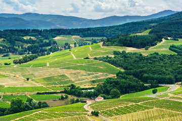 Fototapeta na wymiar Hill and vineyards, Beaujolais, France