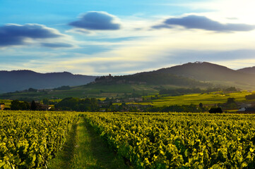 Sunset lights over vineyards and mountains, Beaujolais, France
