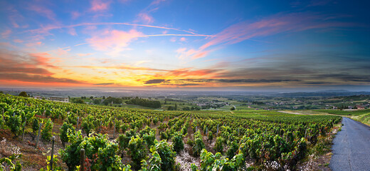 Panorama of vineyards at sunrise time, Beaujolais, Rhone, France