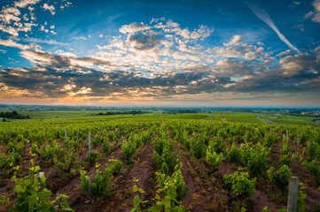 Vineyards of Beaujolais