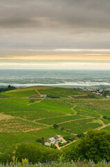 Fototapeta na wymiar Vineyards of Beaujolais