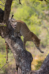 a big male leopard climbing down a tree