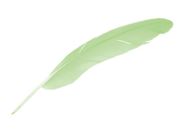 Beautiful feather color light green isolated on white background