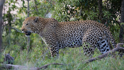 Fototapeta na wymiar huge male leopard in the wild