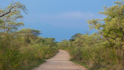 Fototapeta na wymiar a road in Kruger national park