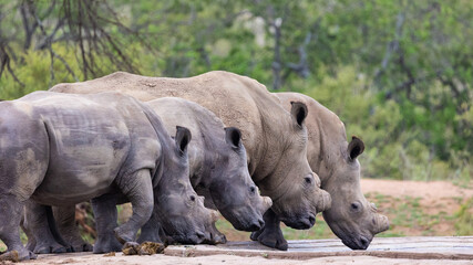 White rhinos in a row