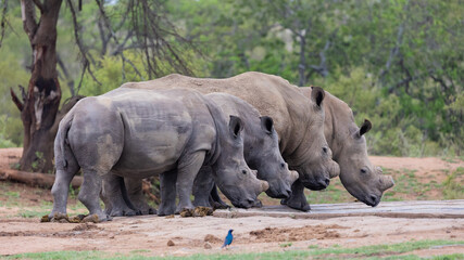 White rhinos in a row