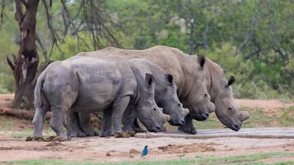 Rolgordijnen White rhinos in a row © Jurgens