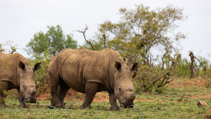 a crash of white rhinos on the move