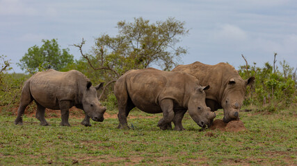 Fototapeta premium a crash of white rhinos on the move