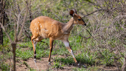 a bushbuck antelope in the wild