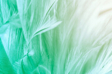 Beautiful feather color green pastel pattern texture background
